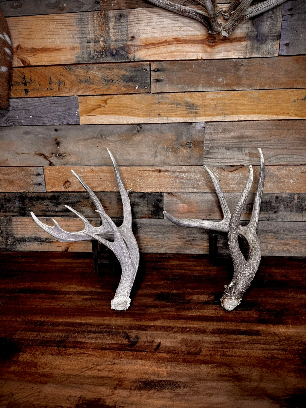 XXL Trophy 70–80" Whitetail Deer Antler Sheds – B Grade – Choose Quantity