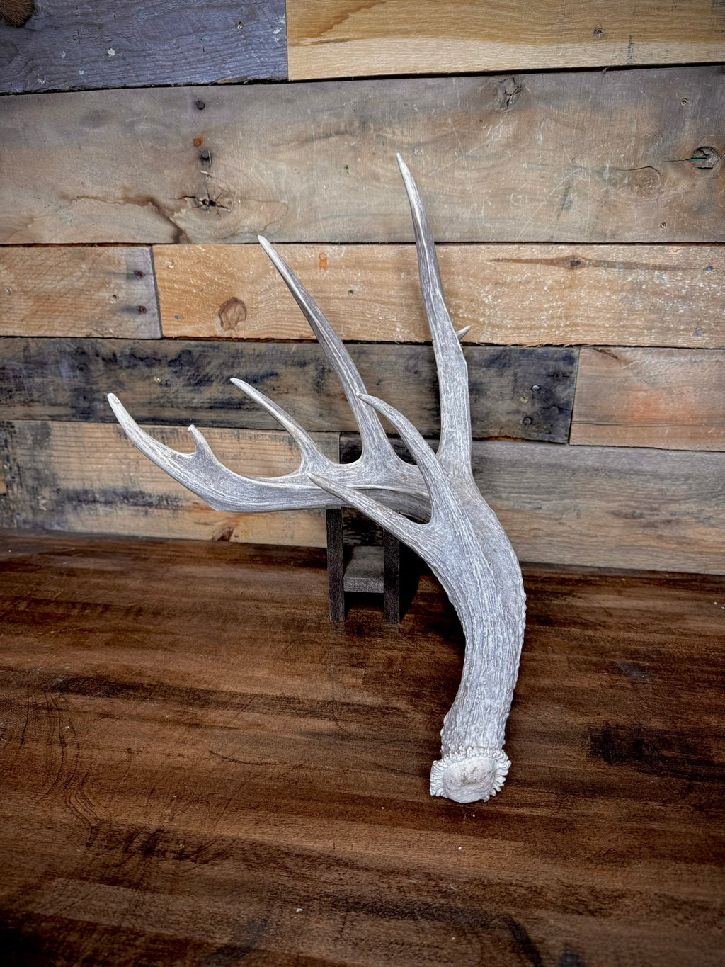 XXL Trophy 70–80" Whitetail Deer Antler Sheds – B Grade – Choose Quantity