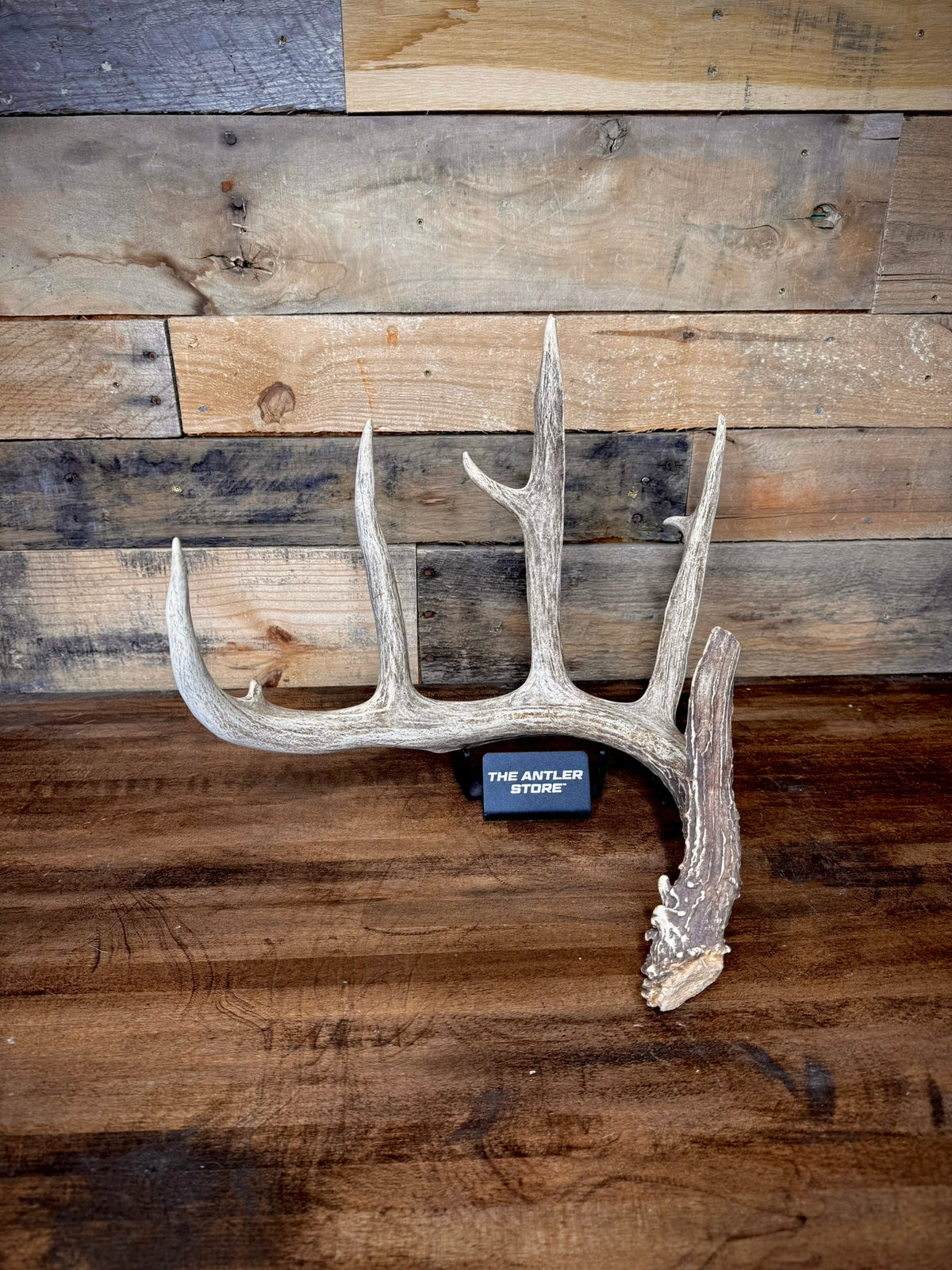 XXL Trophy 70–80" Whitetail Deer Antler Sheds – B Grade – Choose Quantity