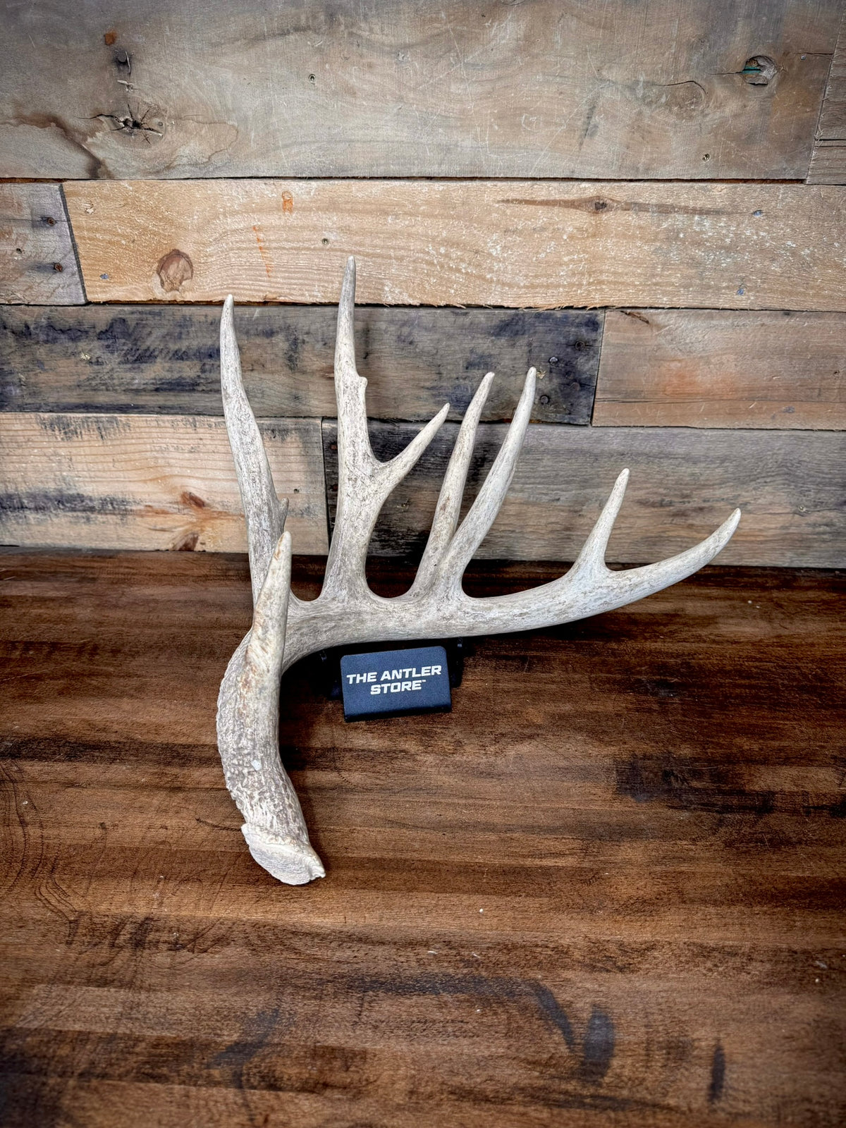 XXL Trophy 70–80" Whitetail Deer Antler Sheds – B Grade – Choose Quantity