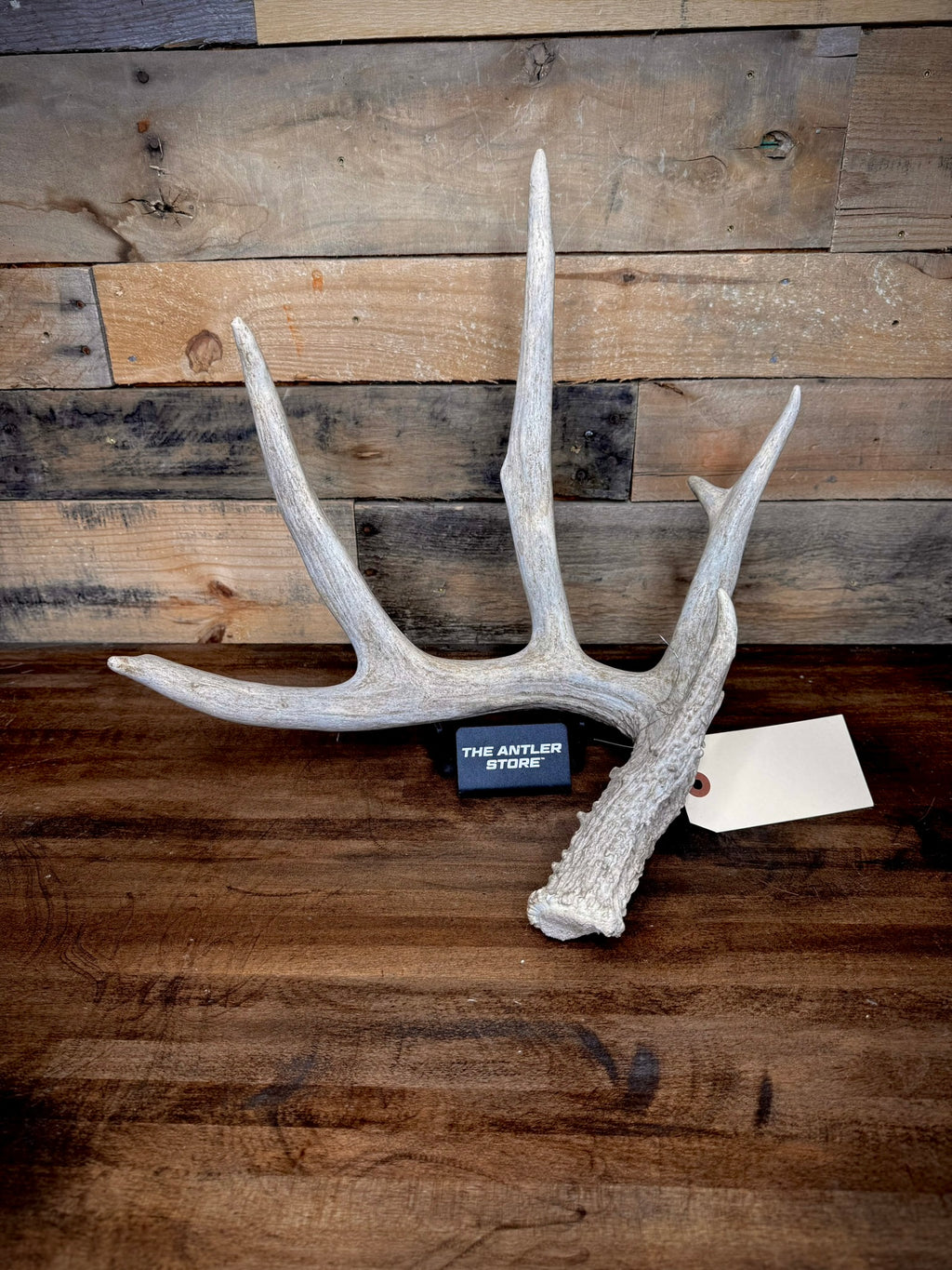 XXL Trophy 70–80" Whitetail Deer Antler Sheds – B Grade – Choose Quantity