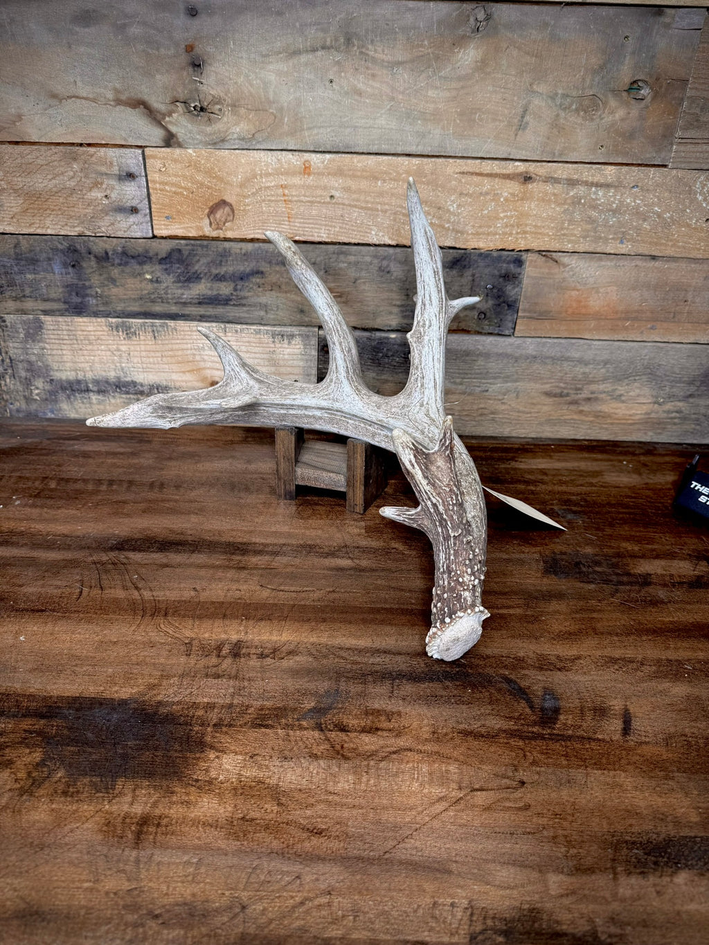 XXL Trophy 70–80" Whitetail Deer Antler Sheds – B Grade – Choose Quantity