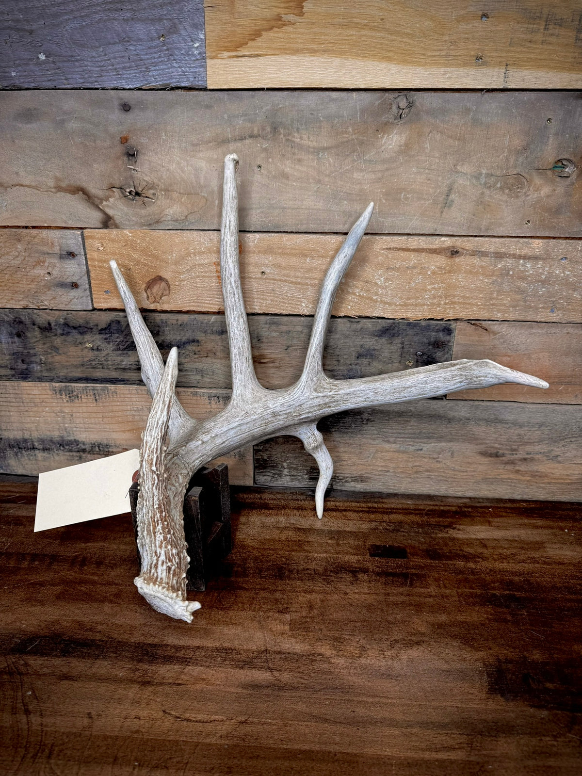 XXL Trophy 70–80" Whitetail Deer Antler Sheds – B Grade – Choose Quantity