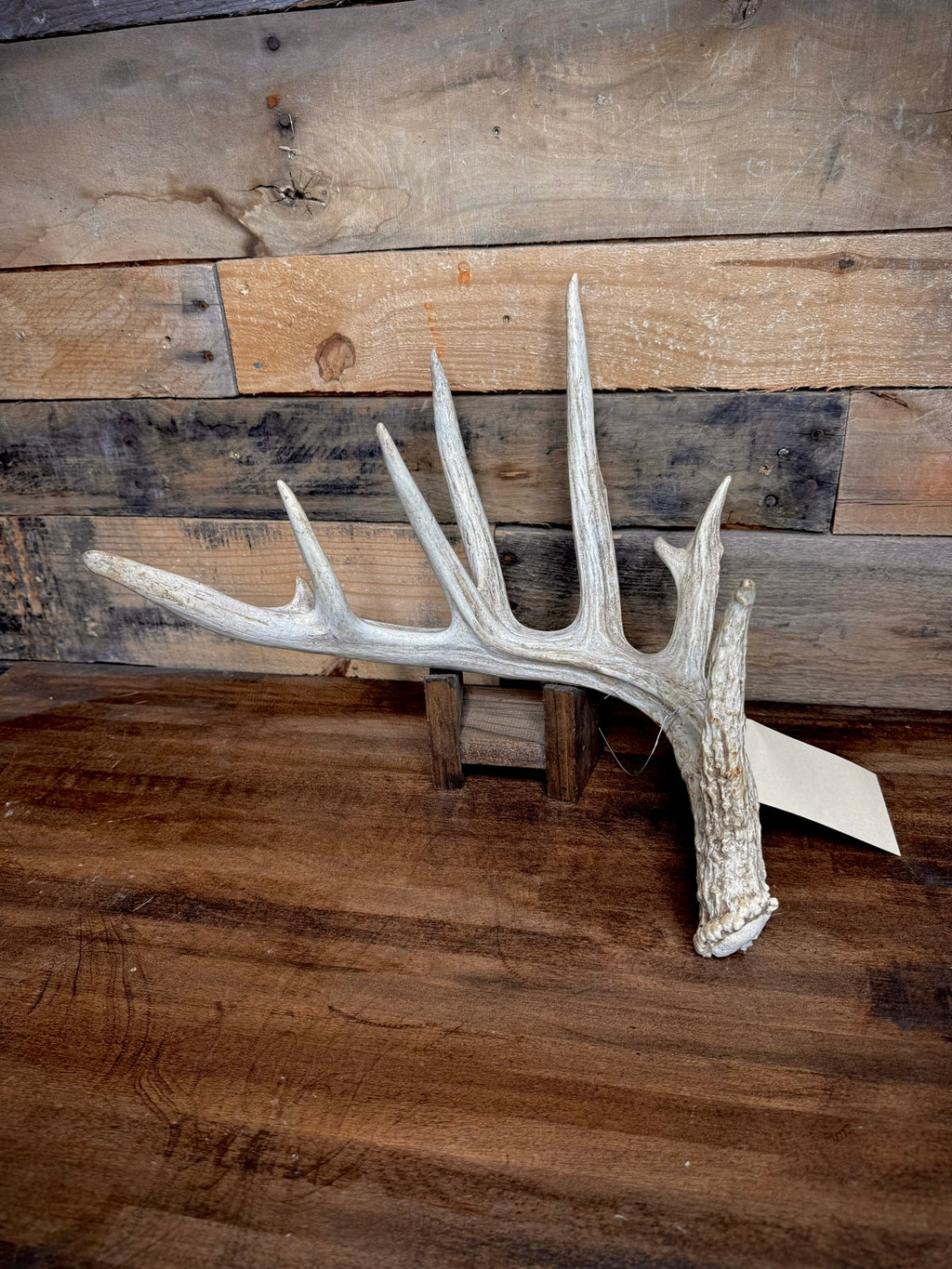 XXL Trophy 70–80" Whitetail Deer Antler Sheds – B Grade – Choose Quantity