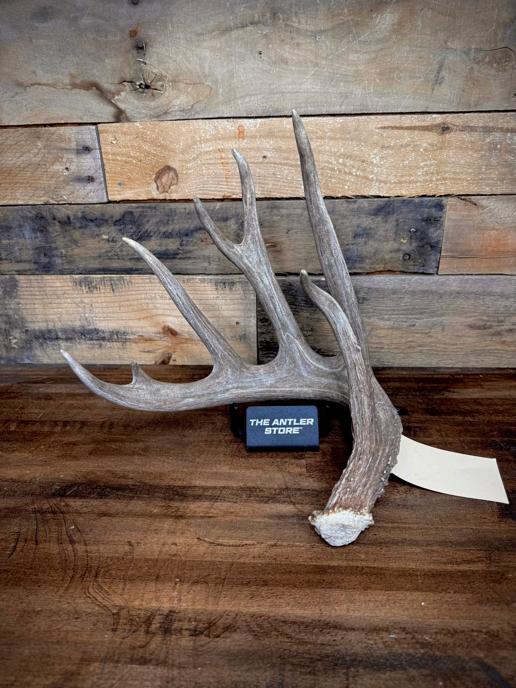 XXL Trophy 70–80" Whitetail Deer Antler Sheds – B Grade – Choose Quantity