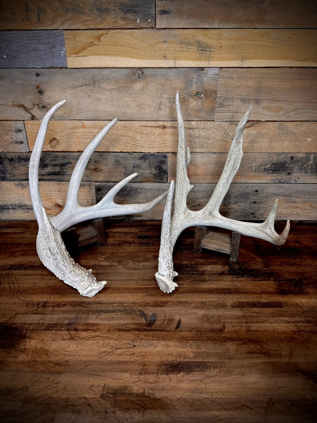 XXL Trophy 70–80" Whitetail Deer Antler Sheds – C Grade – Choose Quantity