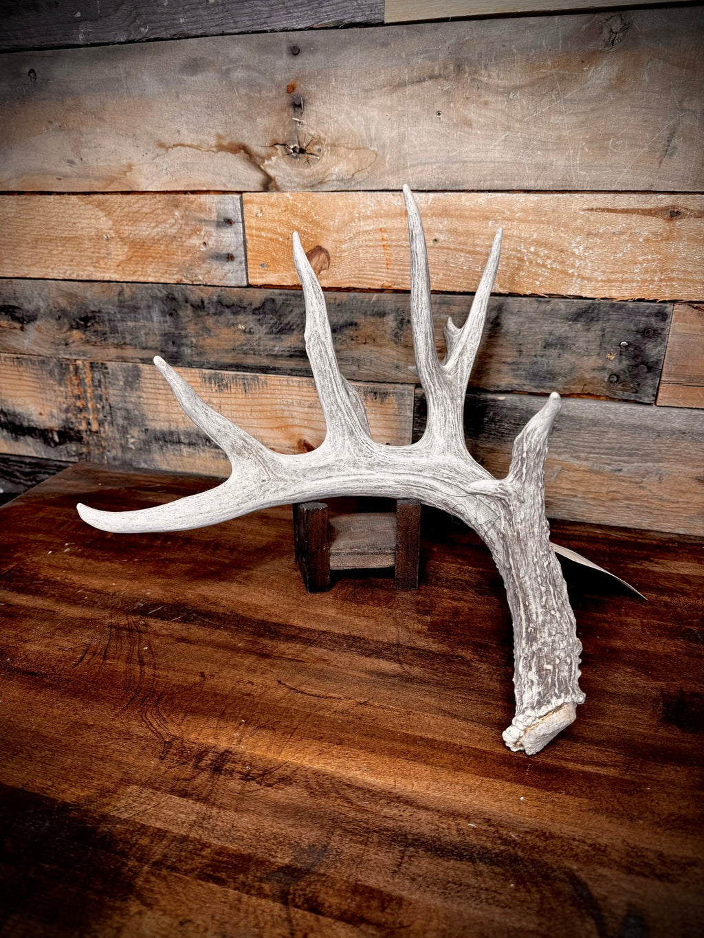 XXL Trophy 70–80" Whitetail Deer Antler Sheds – C Grade – Choose Quantity