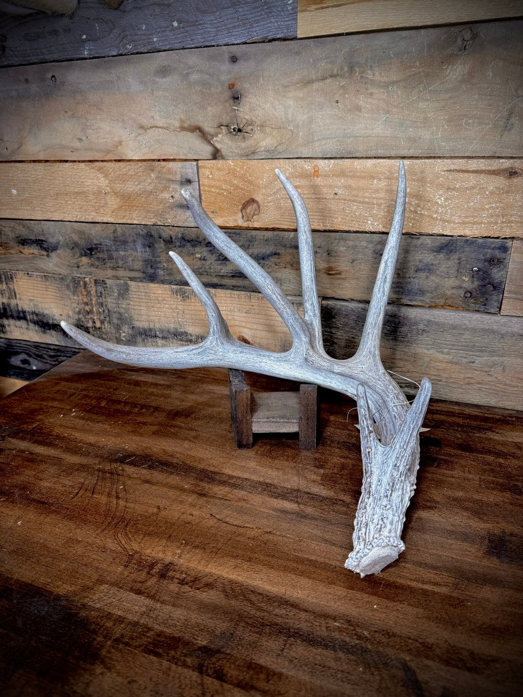 XXL Trophy 70–80" Whitetail Deer Antler Sheds – C Grade – Choose Quantity