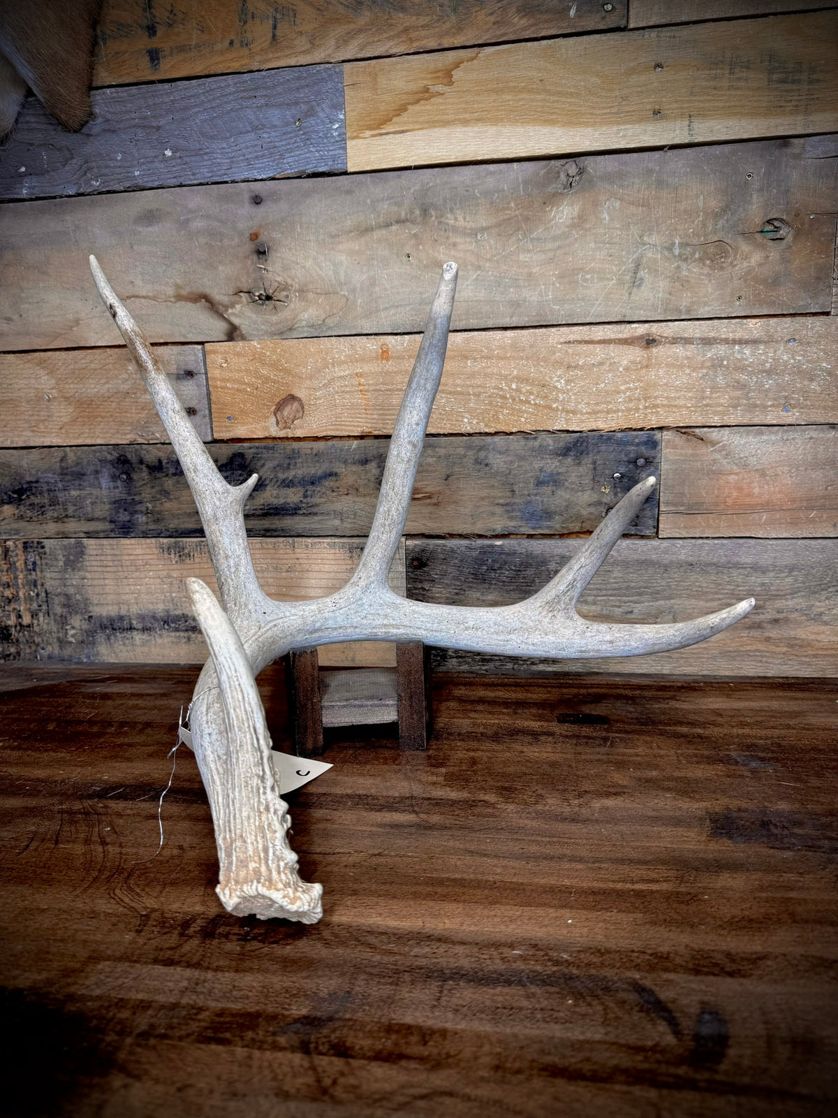 XXL Trophy 70–80" Whitetail Deer Antler Sheds – C Grade – Choose Quantity