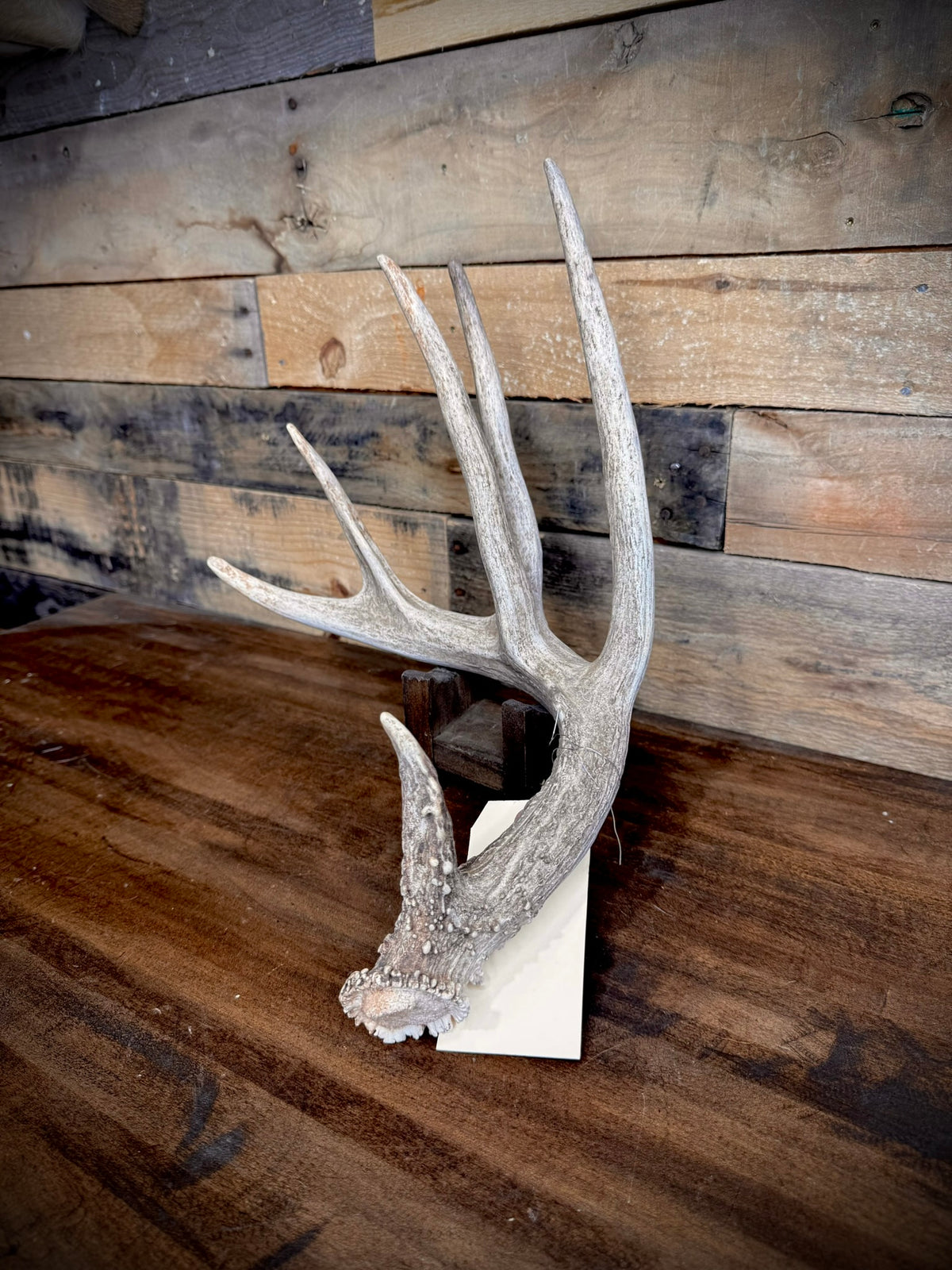 XXL Trophy 70–80" Whitetail Deer Antler Sheds – C Grade – Choose Quantity