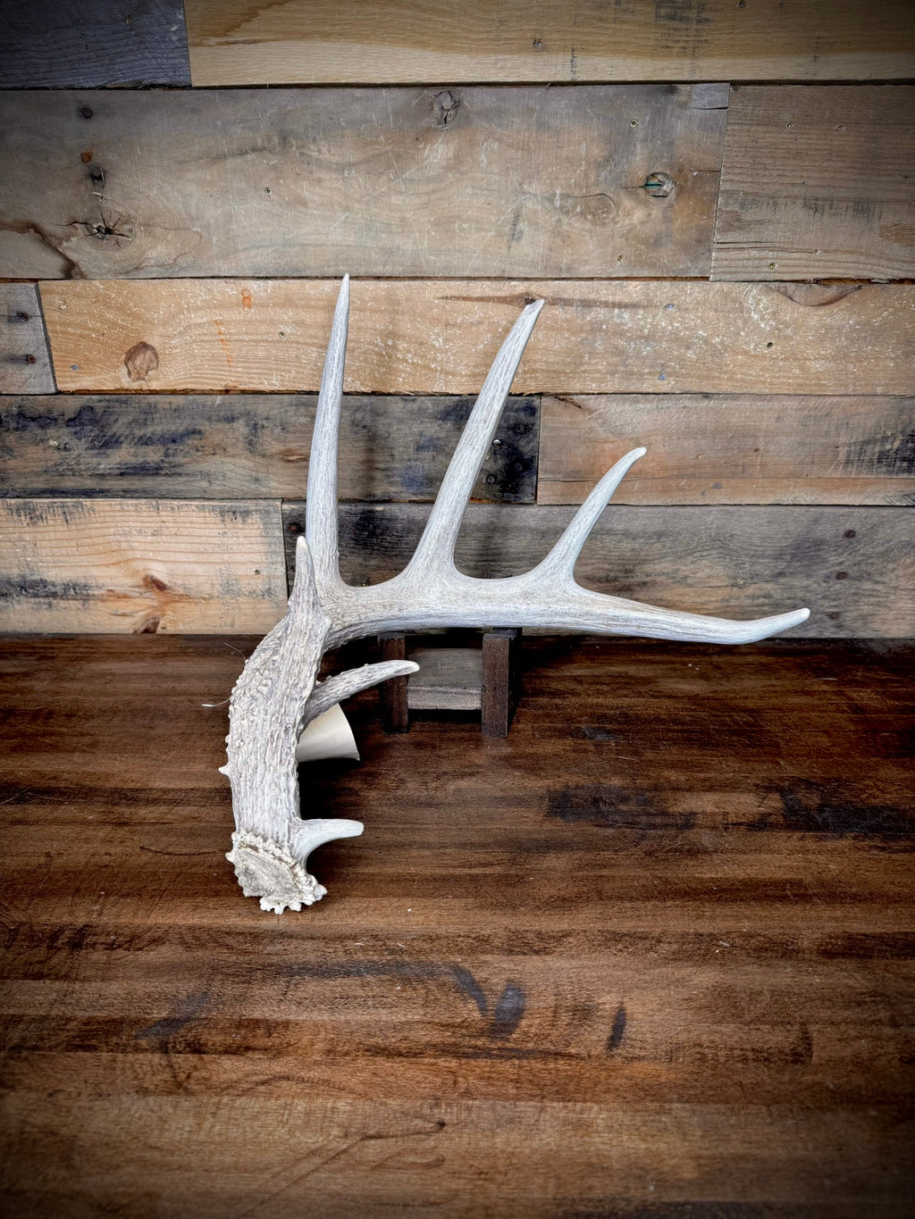 XXL Trophy 70–80" Whitetail Deer Antler Sheds – C Grade – Choose Quantity