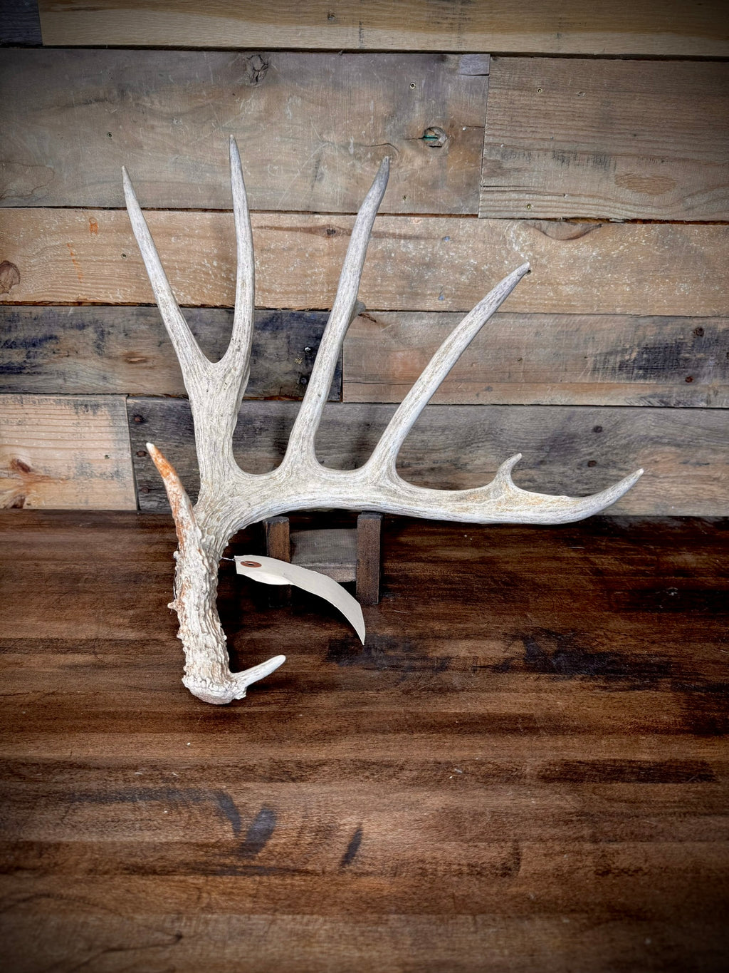 XXL Trophy 70–80" Whitetail Deer Antler Sheds – C Grade – Choose Quantity