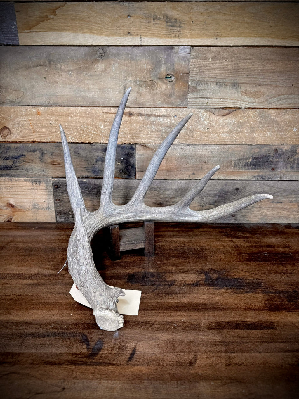 XXL Trophy 70–80" Whitetail Deer Antler Sheds – C Grade – Choose Quantity