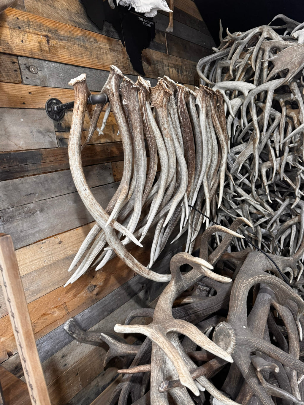 XXL Trophy 70–80" Whitetail Deer Antler Sheds – C Grade – Choose Quantity