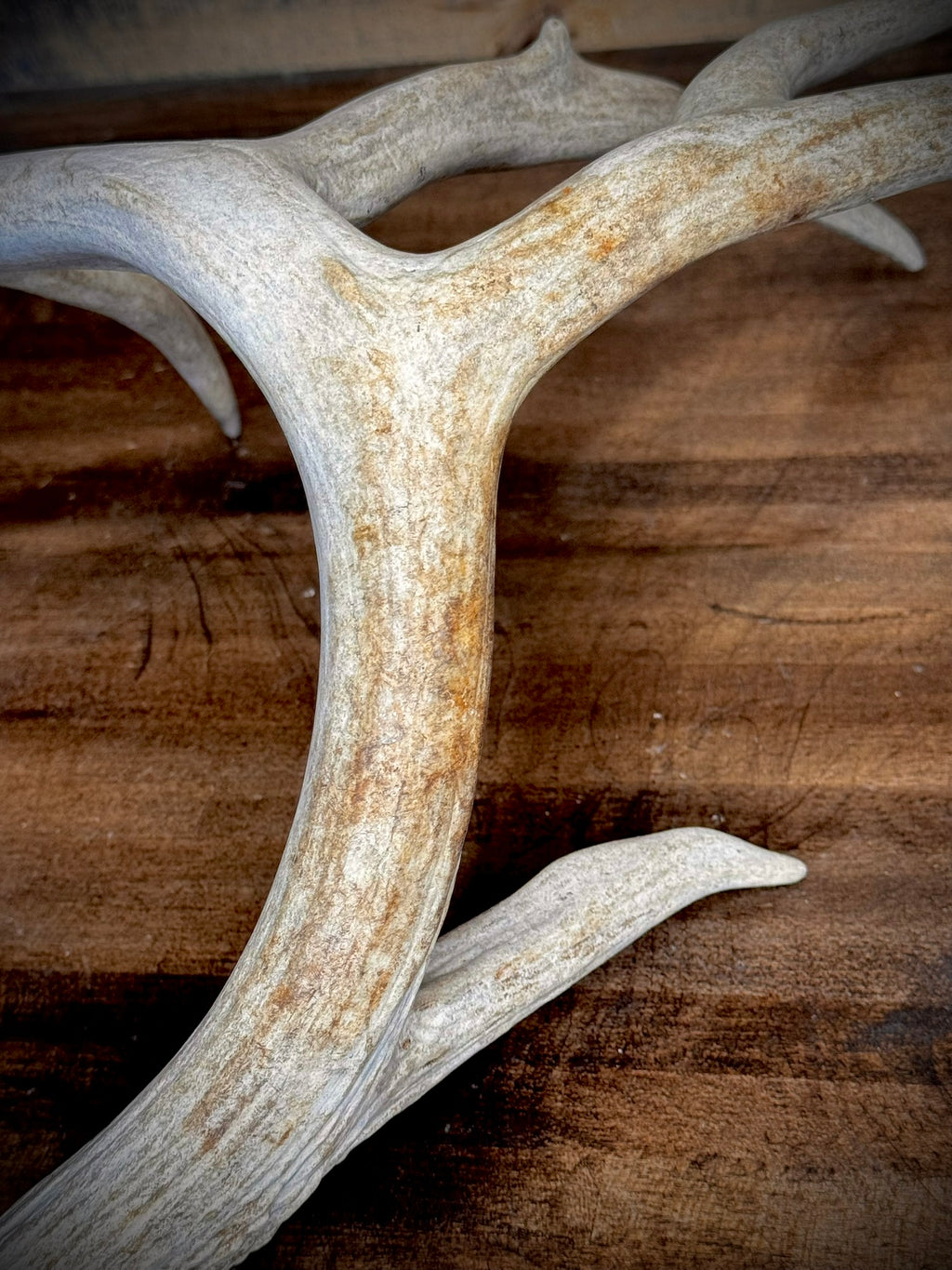 XXL Trophy 70–80" Whitetail Deer Antler Sheds – C Grade – Choose Quantity
