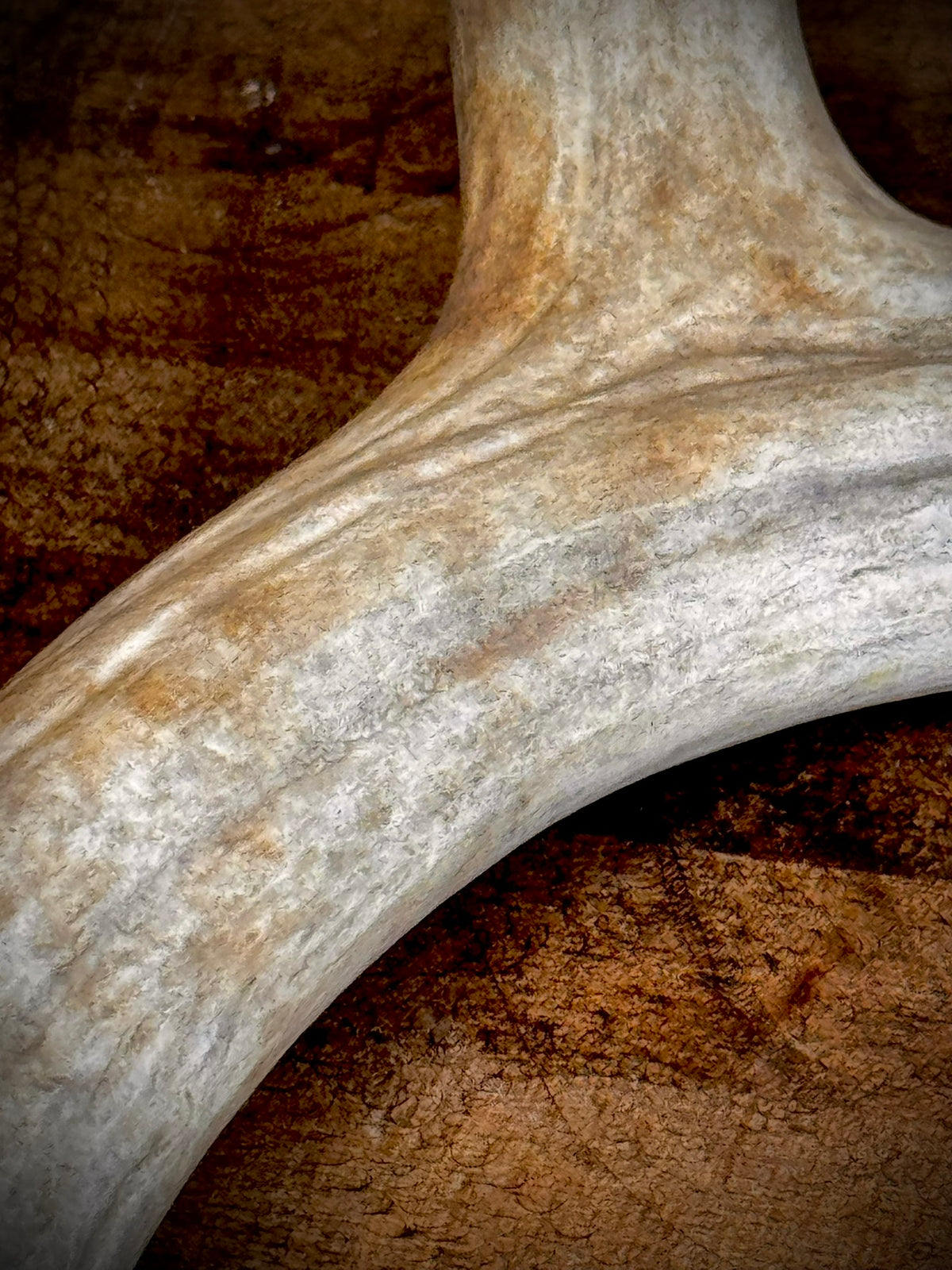 XXL Trophy 70–80" Whitetail Deer Antler Sheds – C Grade – Choose Quantity