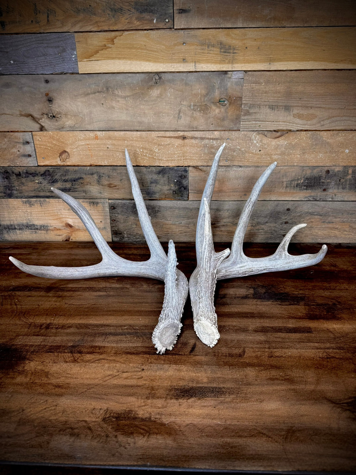 XXL Trophy 70–80" Whitetail Deer Antler Sheds – D Grade – Choose Quantity