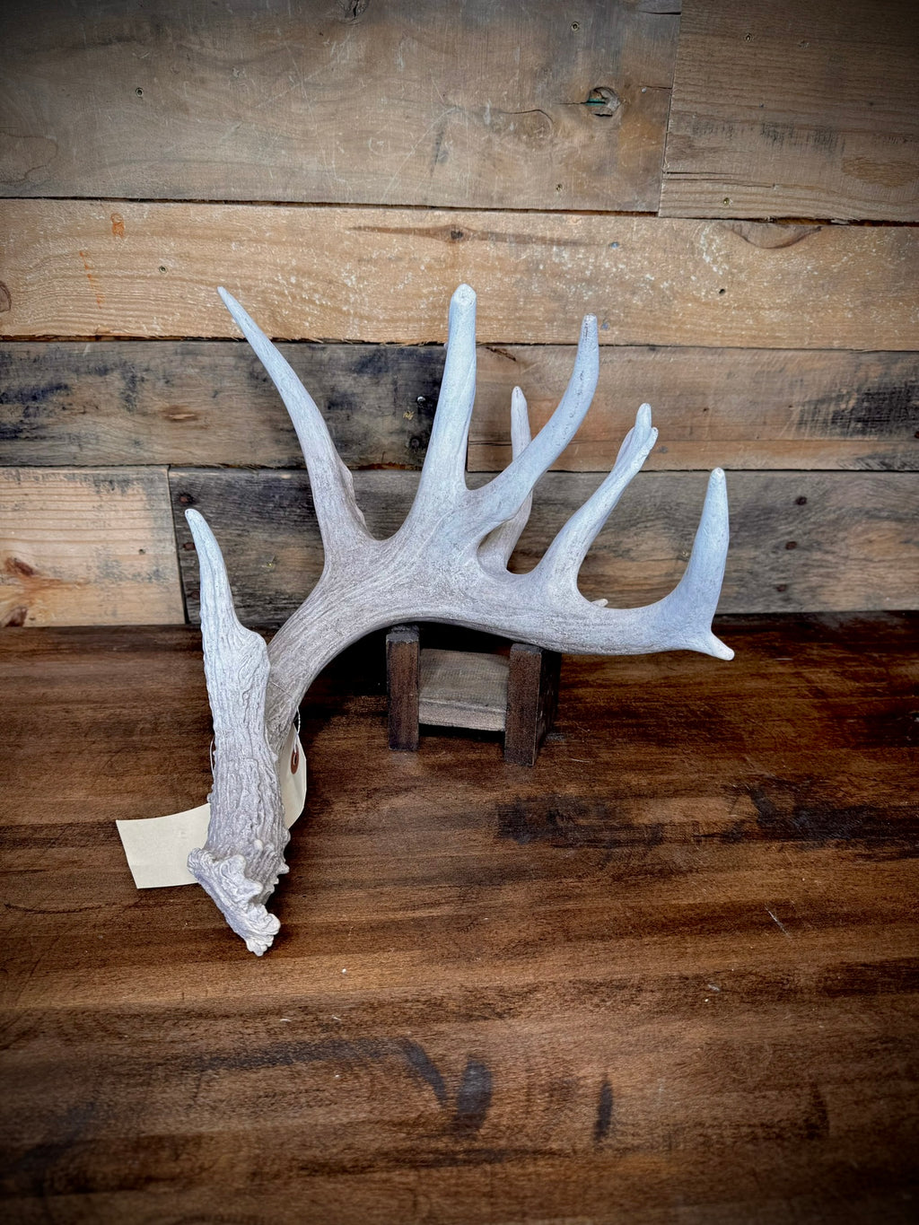 XXL Trophy 70–80" Whitetail Deer Antler Sheds – D Grade – Choose Quantity