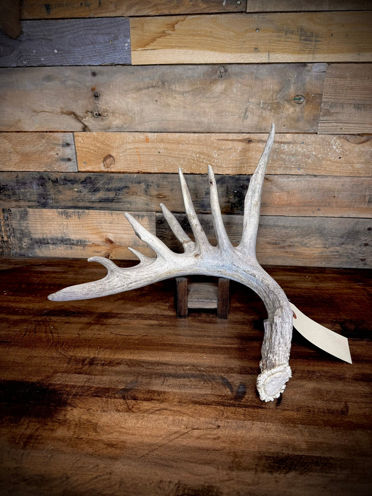 XXL Trophy 70–80" Whitetail Deer Antler Sheds – D Grade – Choose Quantity