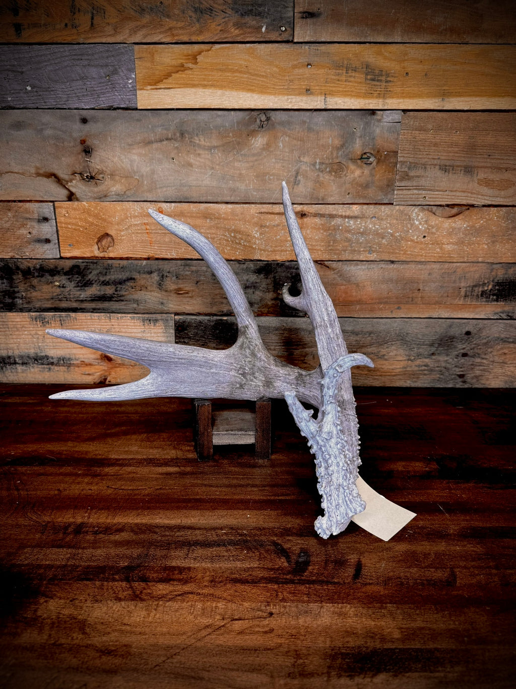XXL Trophy 70–80" Whitetail Deer Antler Sheds – D Grade – Choose Quantity