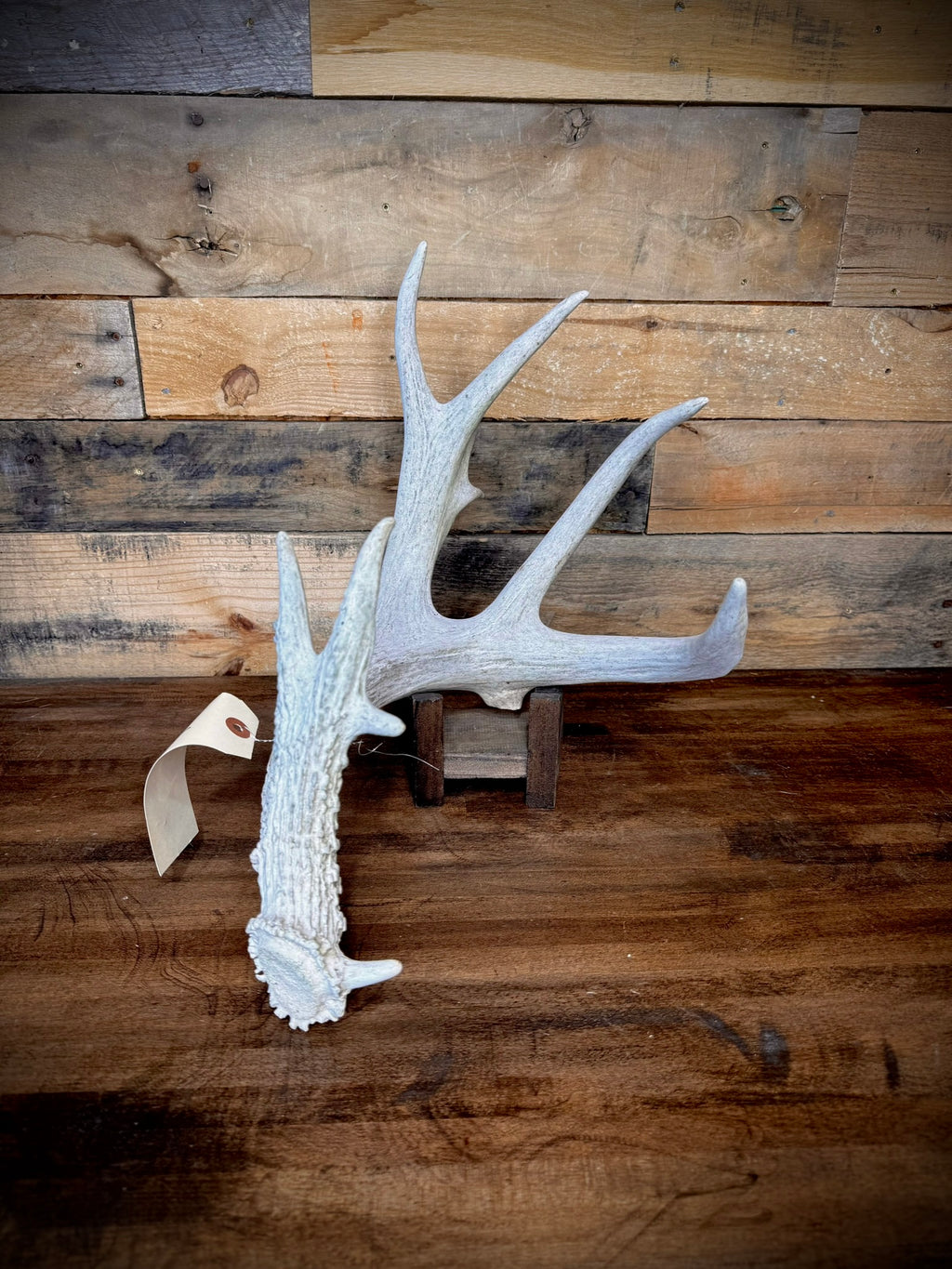 XXL Trophy 70–80" Whitetail Deer Antler Sheds – D Grade – Choose Quantity