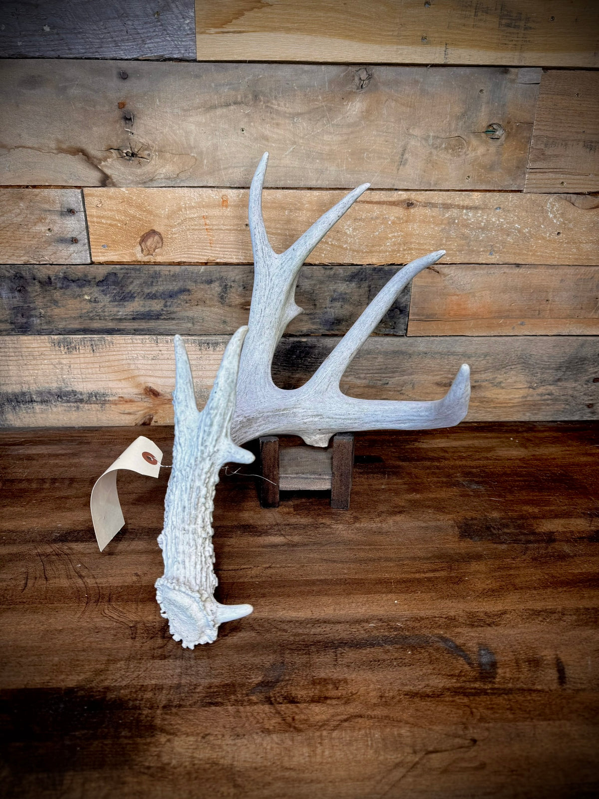 XXL Trophy 70–80" Whitetail Deer Antler Sheds – D Grade – Choose Quantity