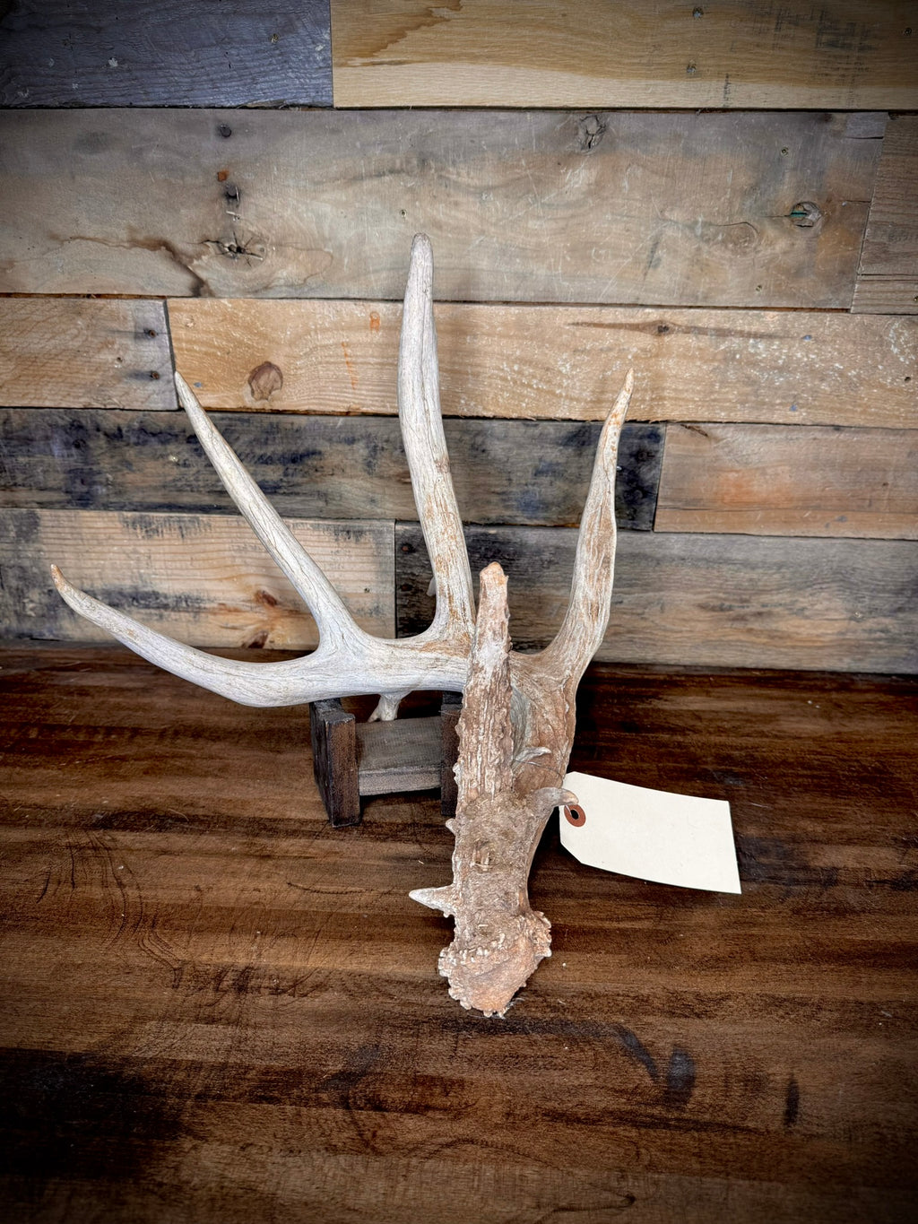 XXL Trophy 70–80" Whitetail Deer Antler Sheds – D Grade – Choose Quantity