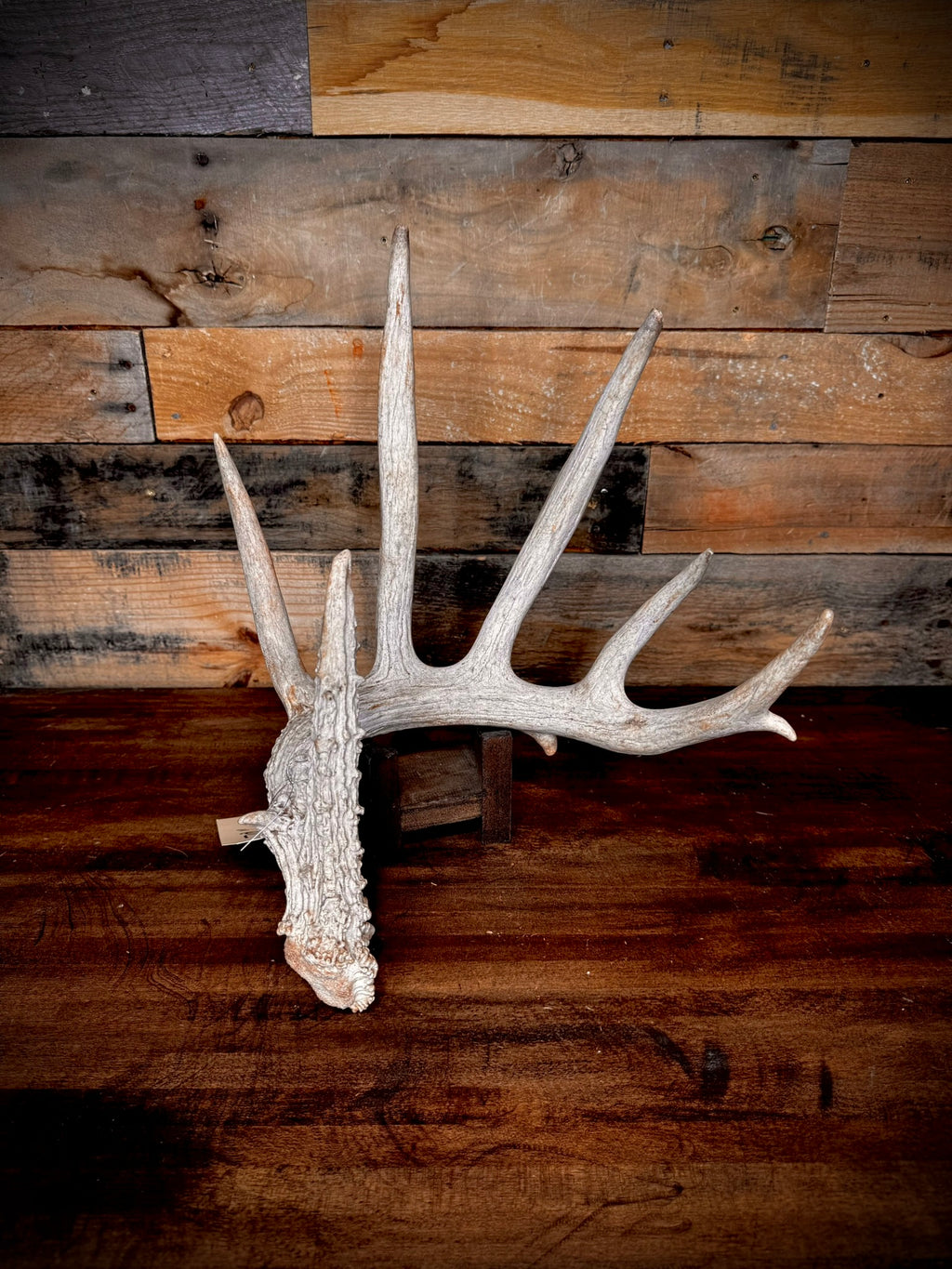 XXL Trophy 70–80" Whitetail Deer Antler Sheds – D Grade – Choose Quantity