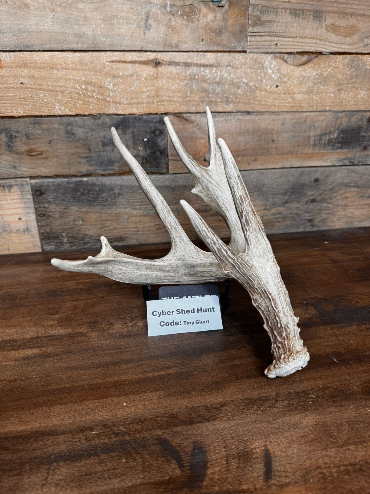 XXL Trophy 70–80" Whitetail Deer Antler Sheds – B Grade – Choose Quantity