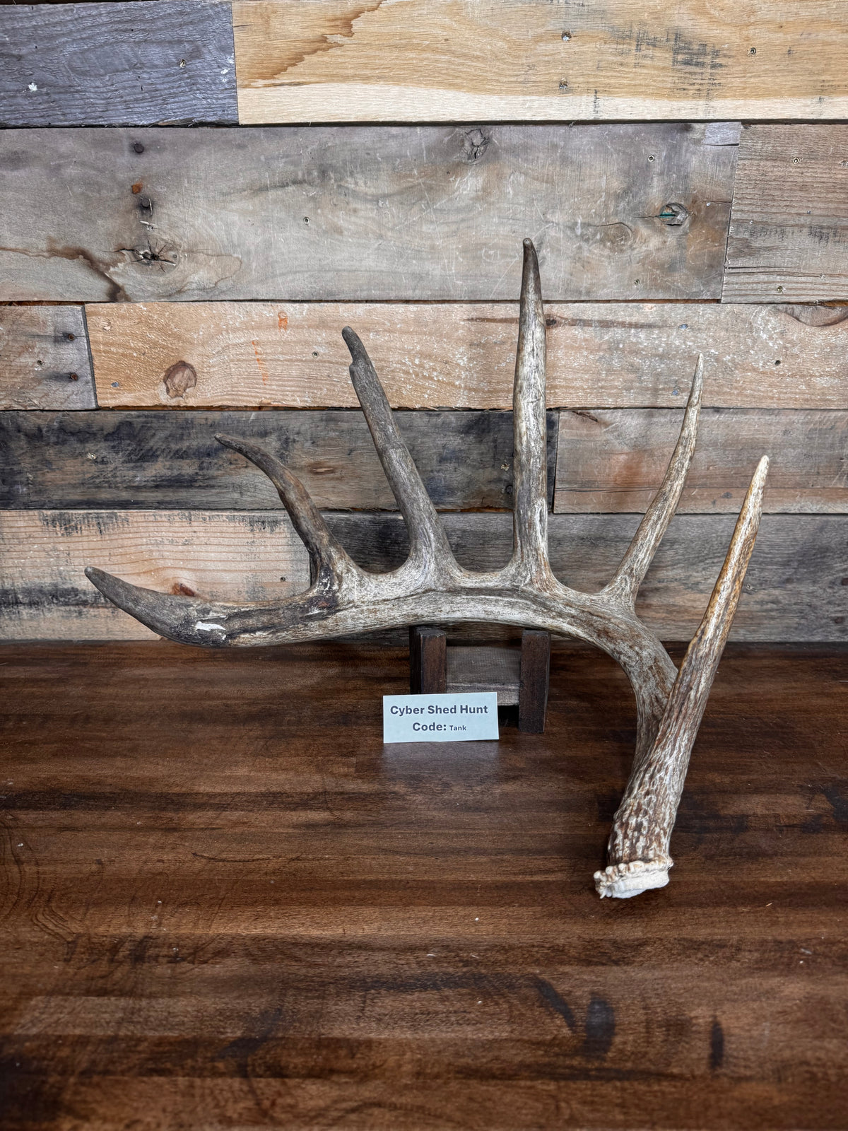 Axis Antler Pre-Cut Craft Pieces 6-7" Long - 1 Pound Groups - Free Ship