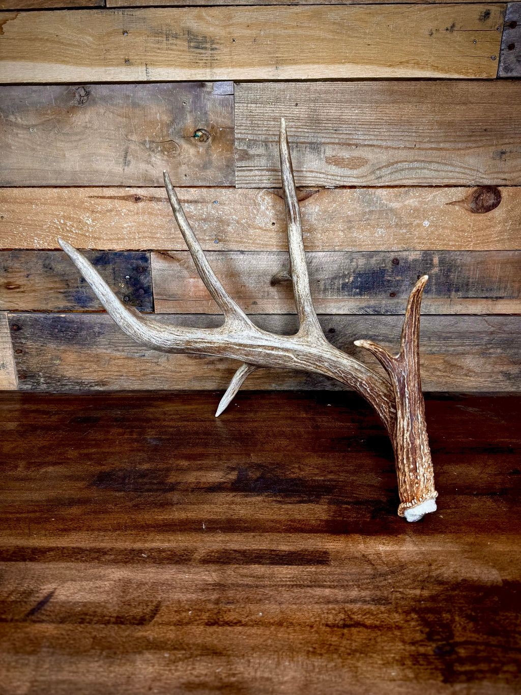 Big 75" Whitetail Antler Shed W/Drop Tine and Kickers, Self-Standing