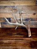 Big 75" Whitetail Antler Shed W/Drop Tine and Kickers, Self-Standing
