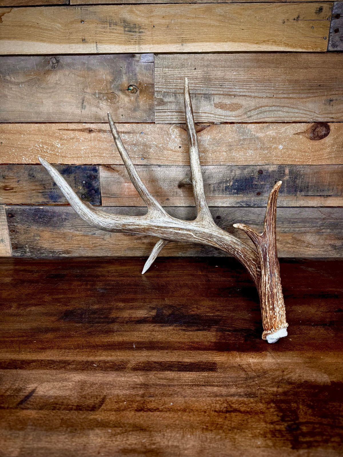 Big 75" Whitetail Antler Shed W/Drop Tine and Kickers, Self-Standing
