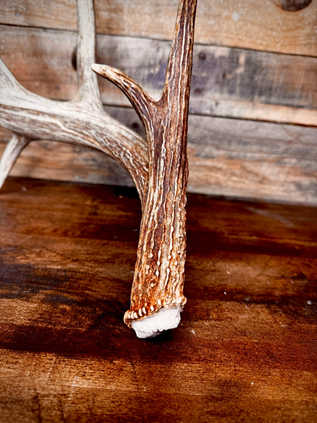 Big 75" Whitetail Antler Shed W/Drop Tine and Kickers, Self-Standing