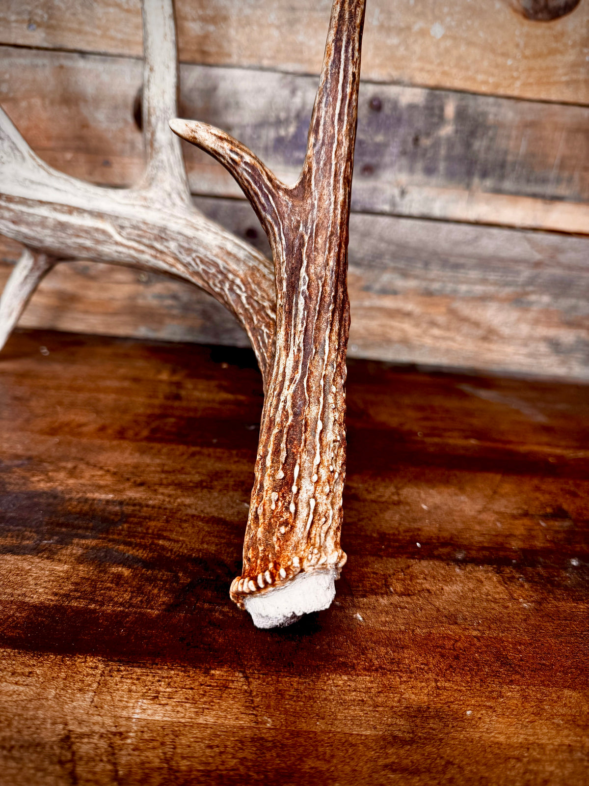 Big 75" Whitetail Antler Shed W/Drop Tine and Kickers, Self-Standing
