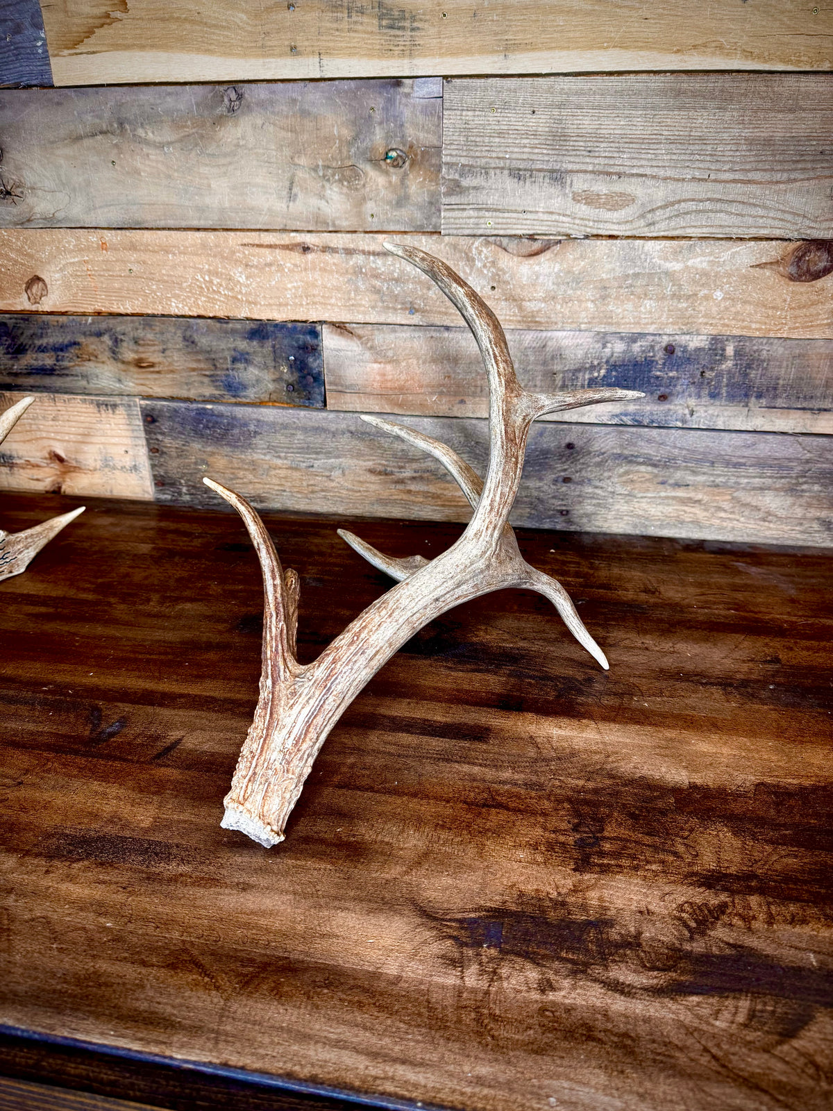 Big 75" Whitetail Antler Shed W/Drop Tine and Kickers, Self-Standing