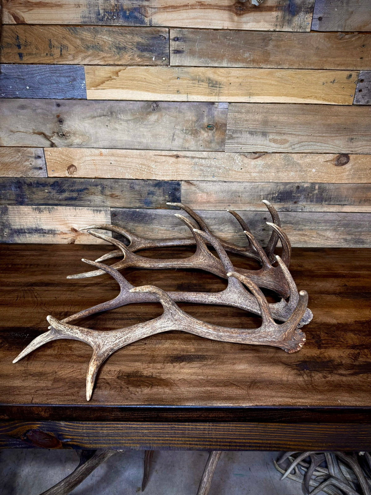 One Premium, Small Sized Red Stag/Elk Antler Shed