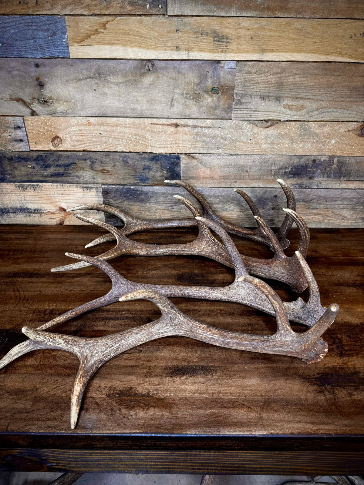 One Premium, Small Sized Red Stag/Elk Antler Shed