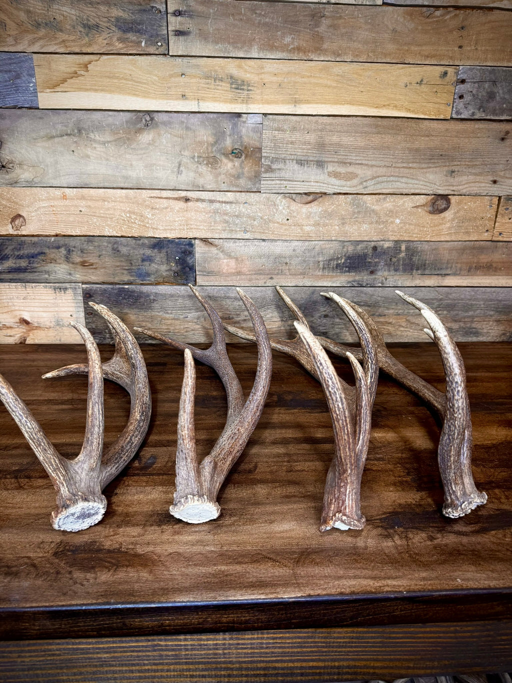 One Premium, Small Sized Red Stag/Elk Antler Shed