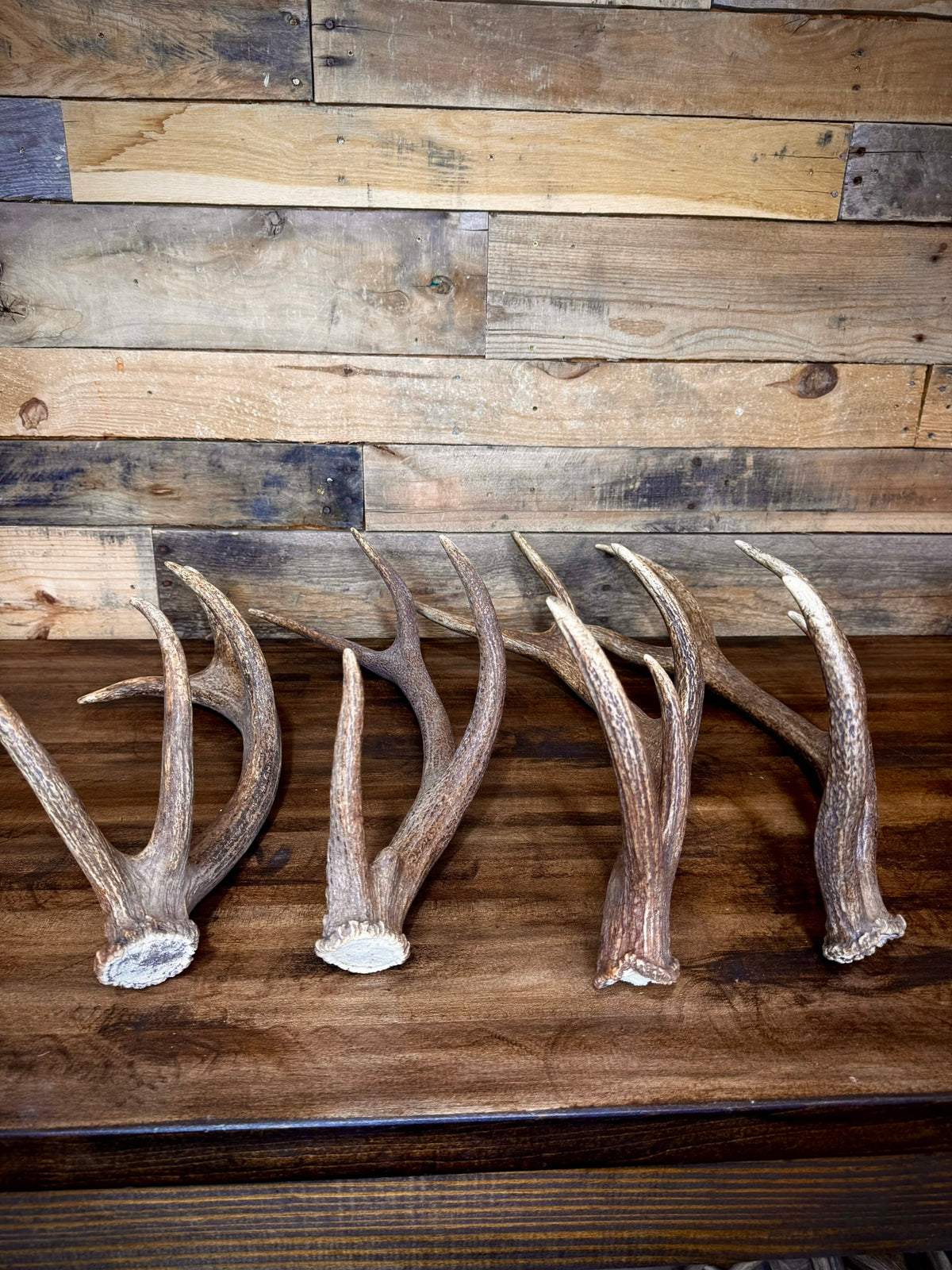 One Premium, Small Sized Red Stag/Elk Antler Shed