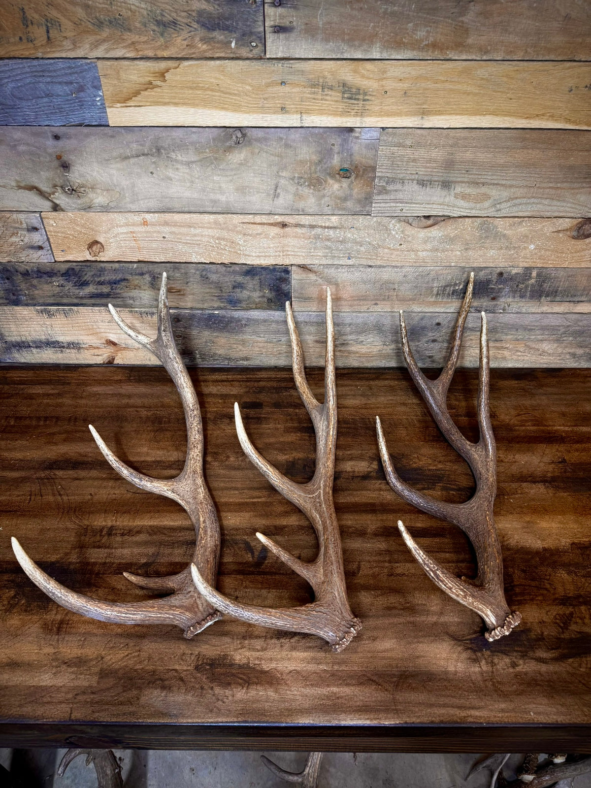 One Premium, Small Sized Red Stag/Elk Antler Shed