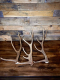 One Premium, Small Sized Red Stag/Elk Antler Shed
