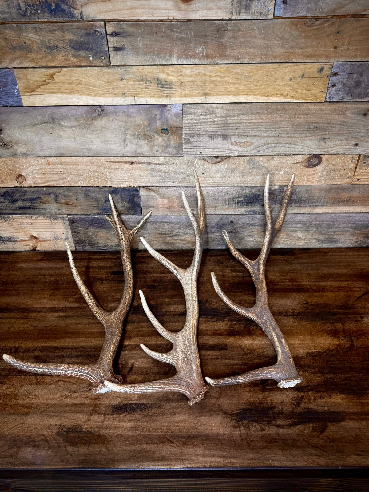 One Premium, Small Sized Red Stag/Elk Antler Shed