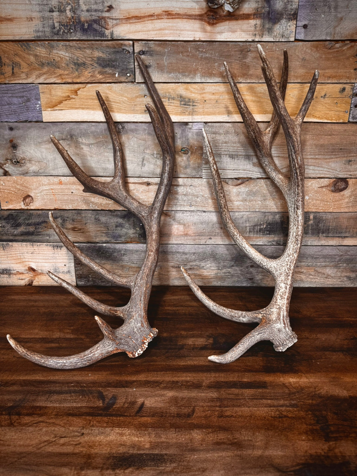 Red Stag Antlers 27–31" – Choose Your Piece | Medium Size | Fall Collection