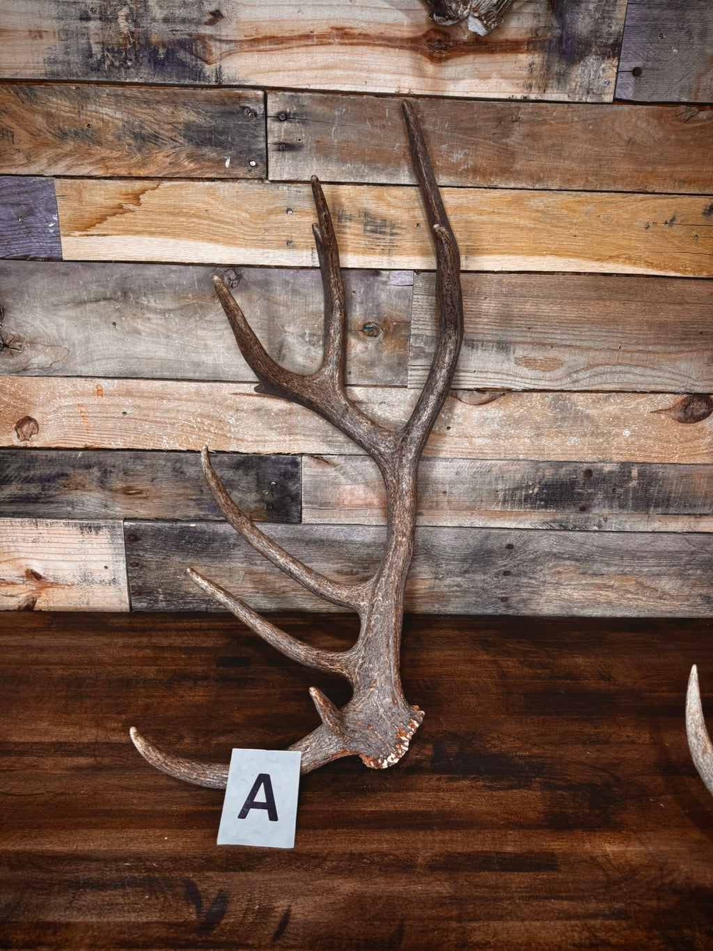 Red Stag Antlers 27–31" – Choose Your Piece | Medium Size | Fall Collection