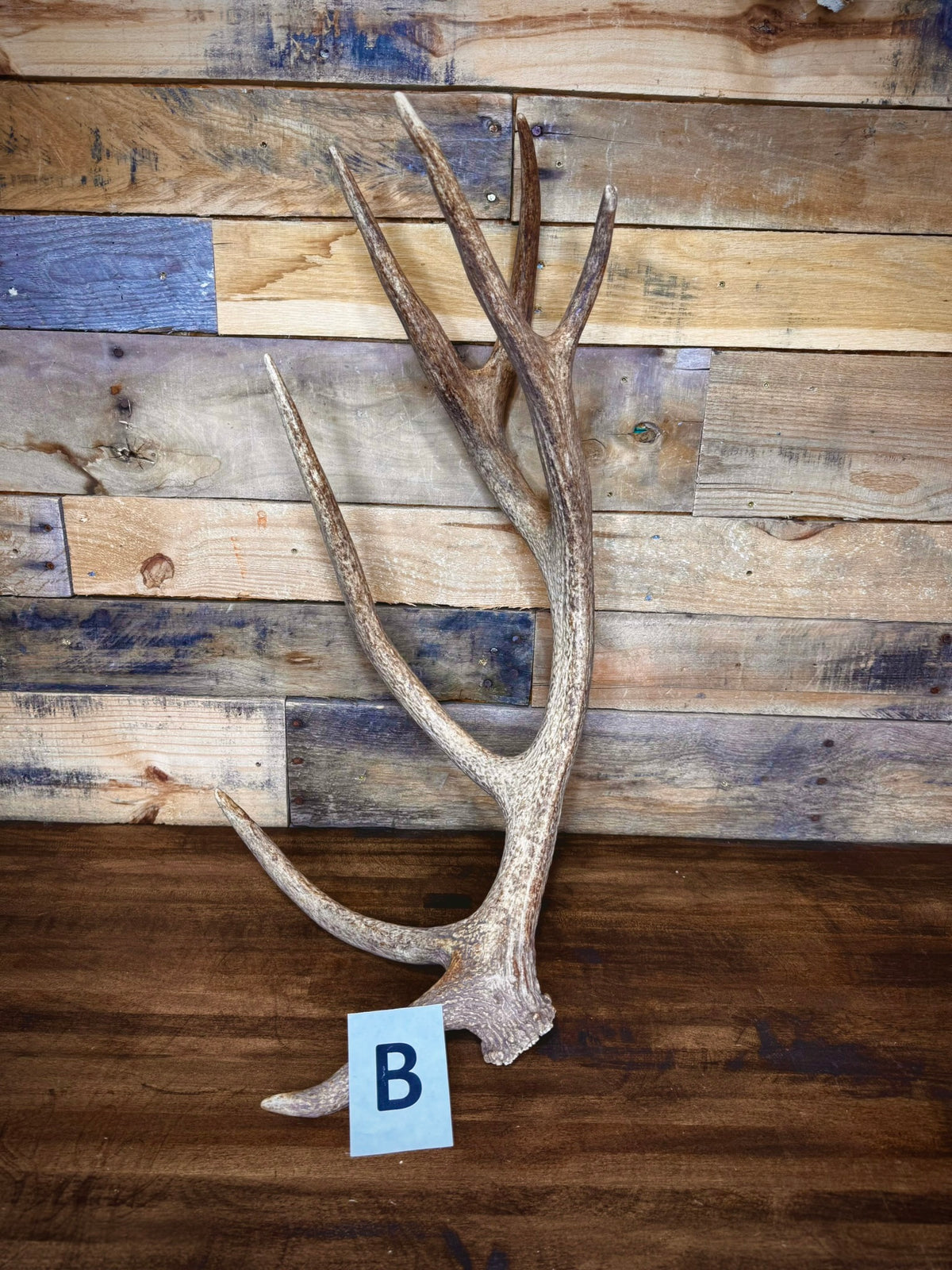 Red Stag Antlers 27–31" – Choose Your Piece | Medium Size | Fall Collection