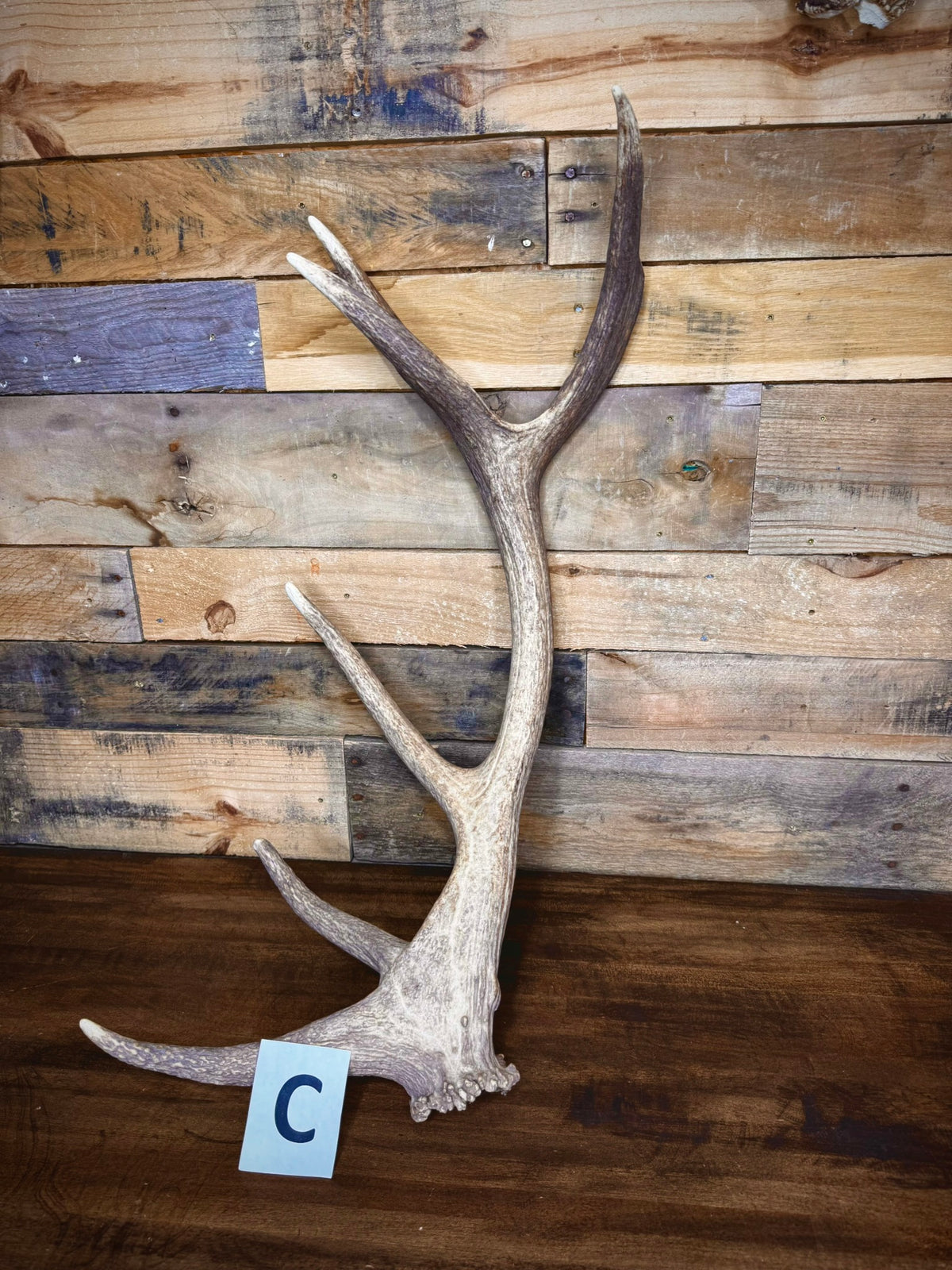 Red Stag Antlers 27–31" – Choose Your Piece | Medium Size | Fall Collection