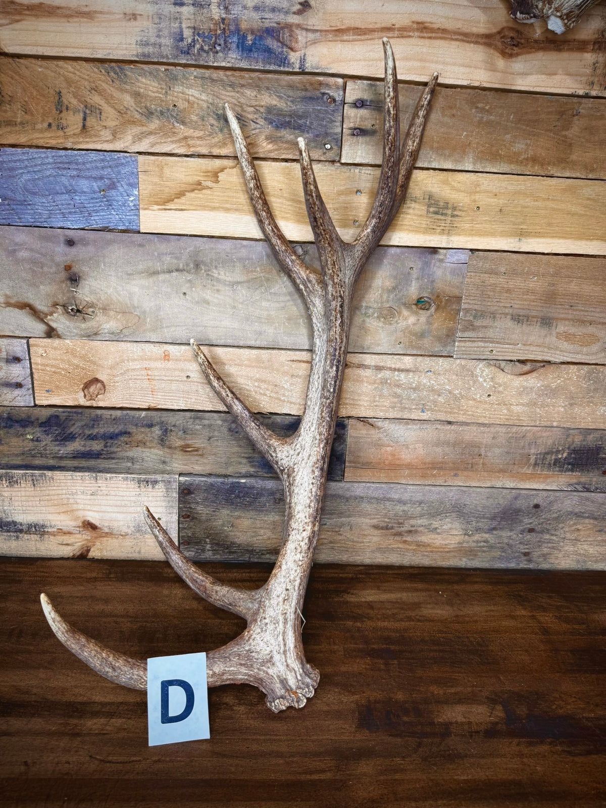 Red Stag Antlers 27–31" – Choose Your Piece | Medium Size | Fall Collection