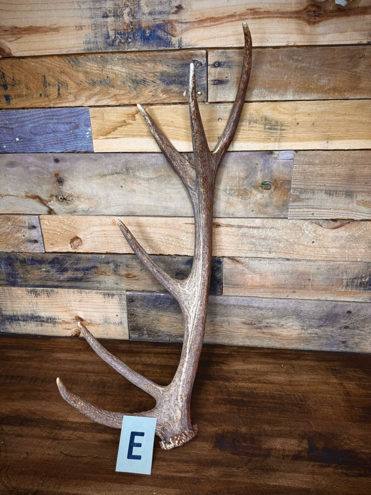 Red Stag Antlers 27–31" – Choose Your Piece | Medium Size | Fall Collection