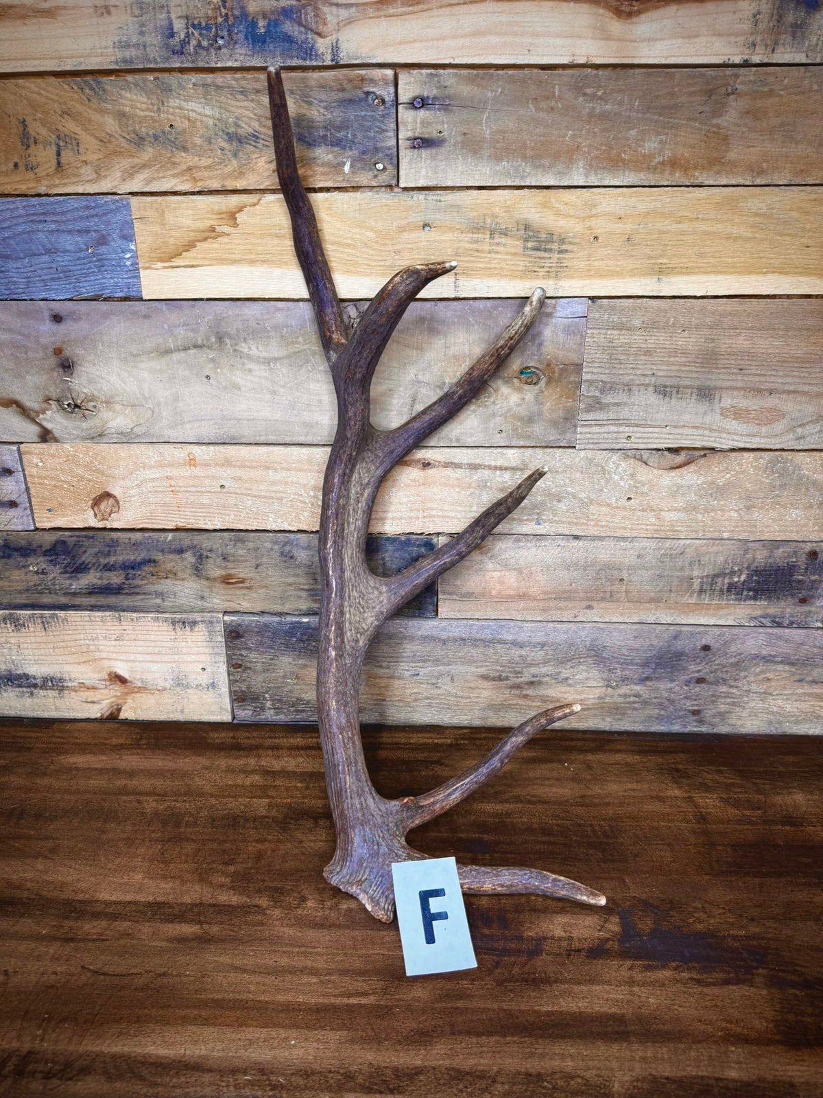 Red Stag Antlers 27–31" – Choose Your Piece | Medium Size | Fall Collection